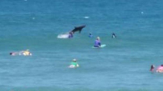 A photo of a shark leaping out of the water at Macauley's Beach, Coffs Harbour, 30 November 2014