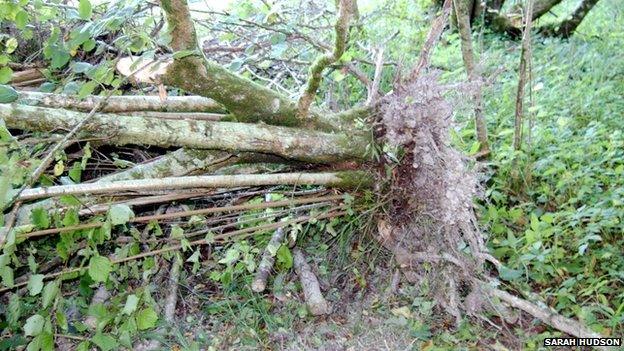 Damage at Hendover Coppice