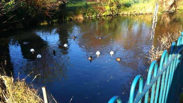 Earith village pond