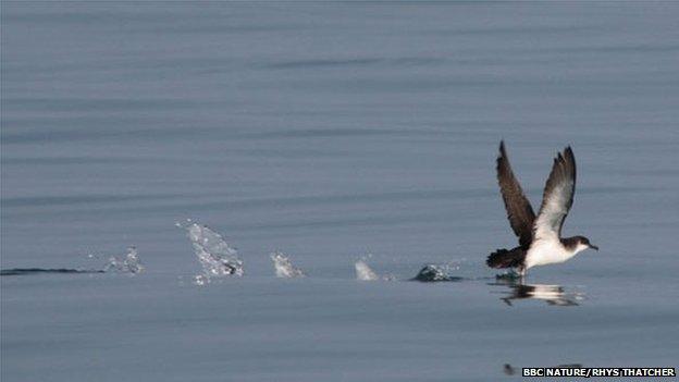 Manx shearwater