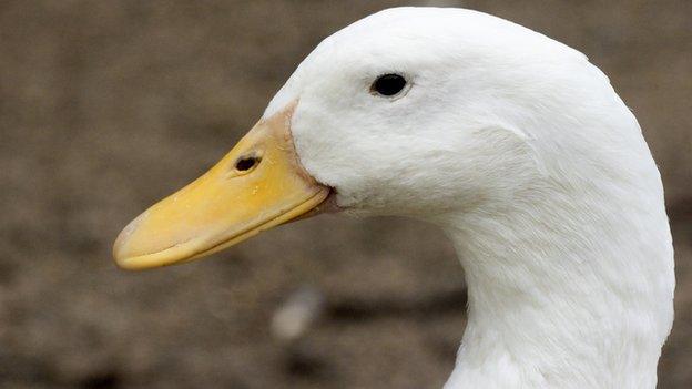 Aylesbury duck