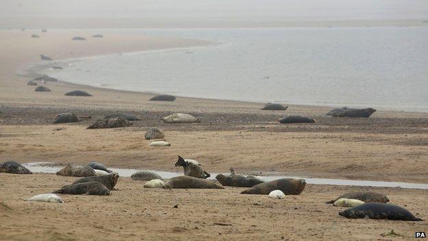 Seal colony at Blakeney Point, Norfolk