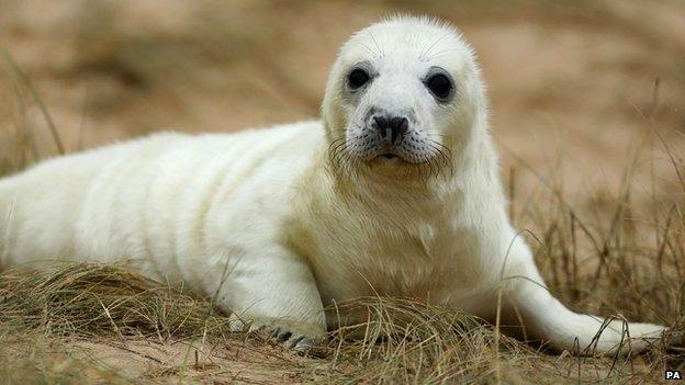 Seal pup at Blakeney