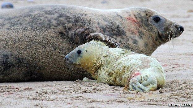 Seal pup and cow between Winterton and Horsey