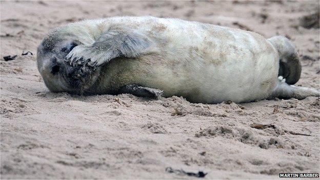 Seal pup in moult