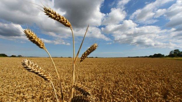 Wheat field in Hampshire