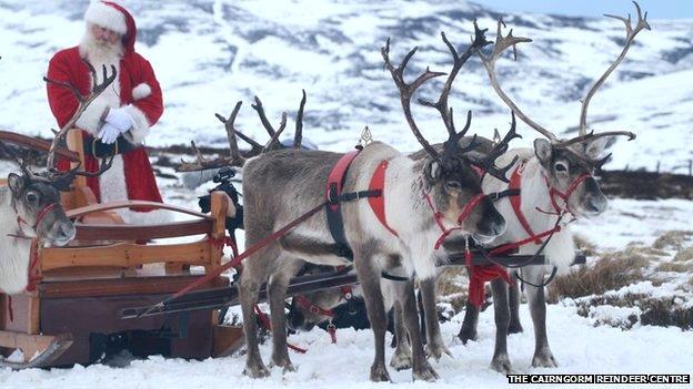 Reindeer in the Cairngorms