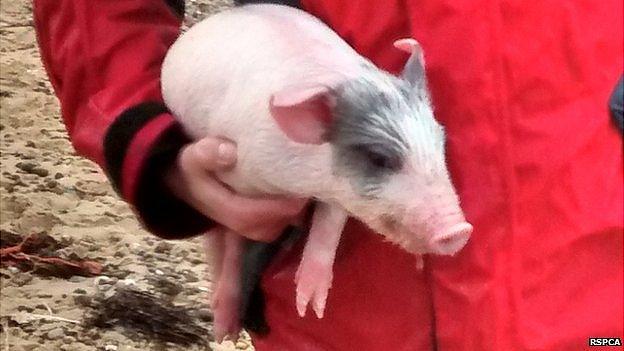 Piglet rescued from sea