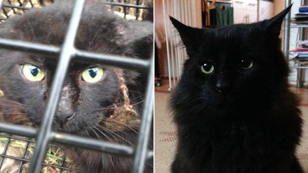 Sardine the cat with facial injury and after recuperation