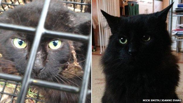 Sardine the cat with facial injury and after recuperation