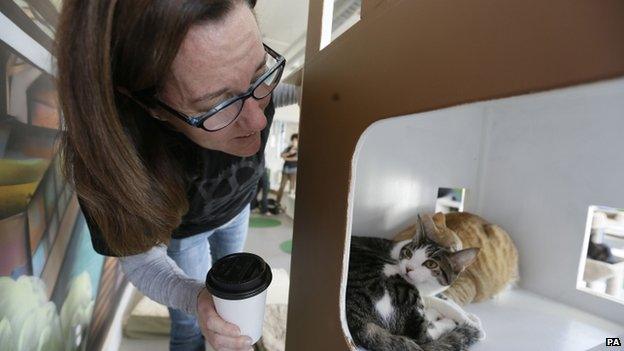 Cat in a box, looked at by a woman with a coffee