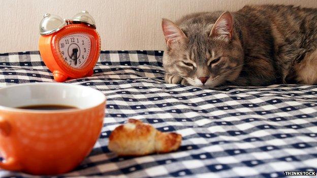 Cat sleeping on kitchen table