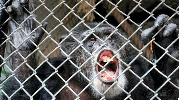 Chimpanzee Tommy. Photo: October 2014