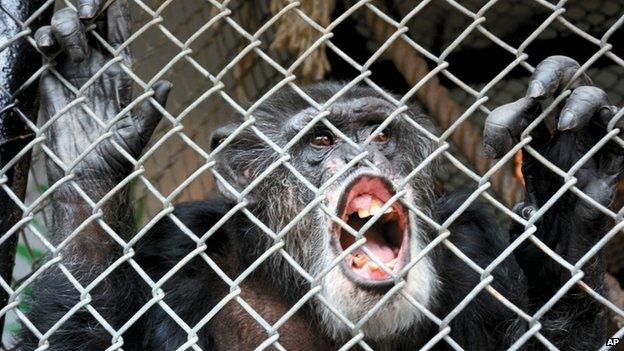 Chimpanzee Tommy. Photo: October 2014