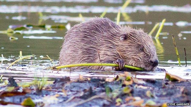 Beaver