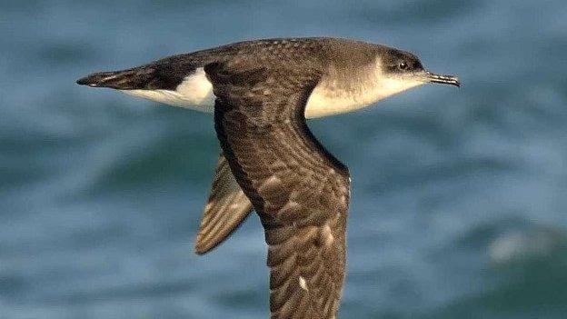 Manx shearwater