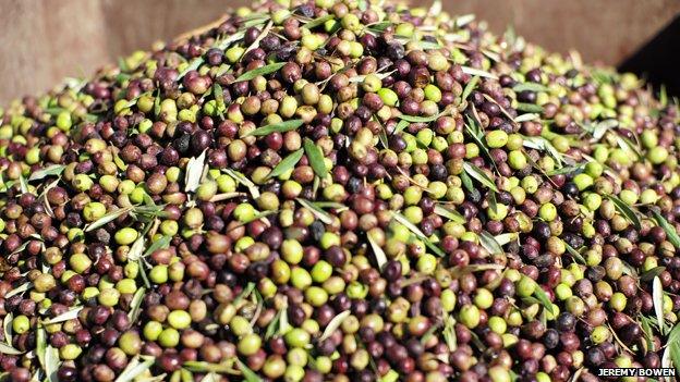 Olives at Latroun monastery