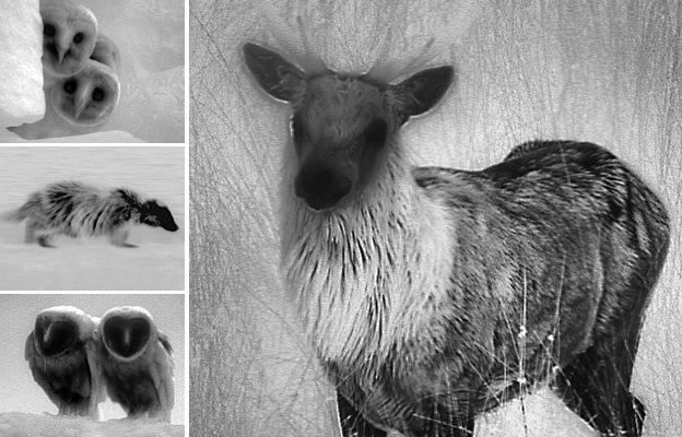 Owls, a badger and stag filmed using a thermal imaging camera