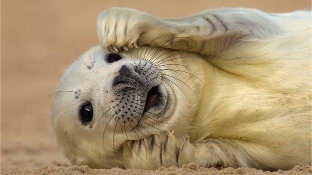 Seal pup at Horsey