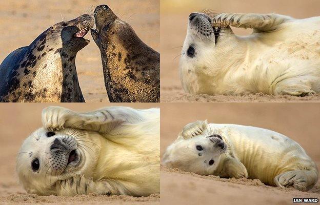 Seal pup and adults between Winterton and Horsey