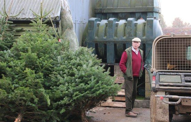 Andrew looking at Christmas trees