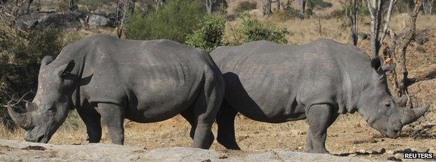 Two white rhinos