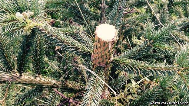 Damaged Christmas tree at Dunnington