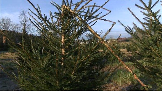 Damaged Christmas tree at Dunnington