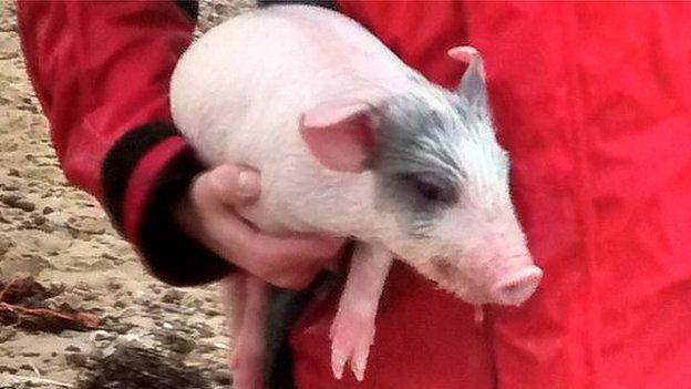 Piglet rescued from sea