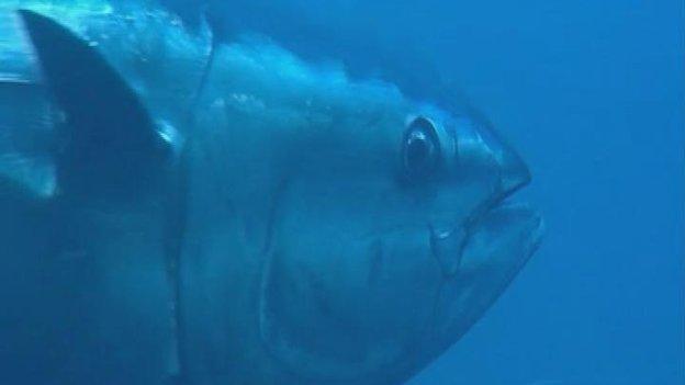 Tuna
