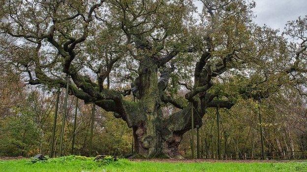 Major Oak, November 2014