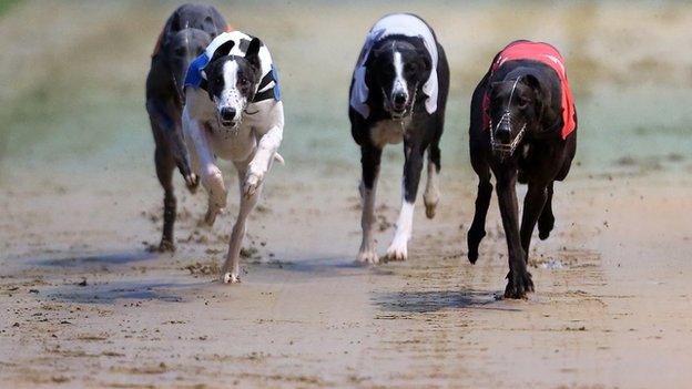 Greyhound racing