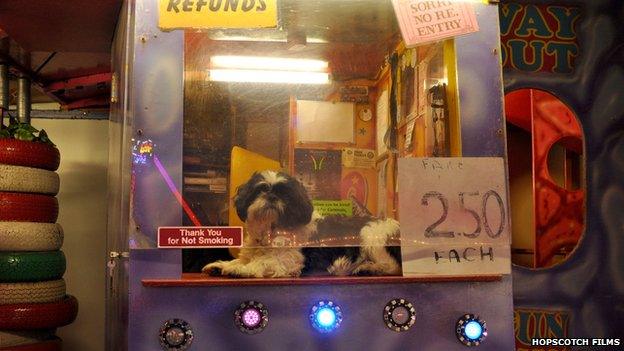 Buster the dog makes himself comfortable in a Crazy Cottage pay box