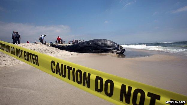 whale washed up on New York beach.