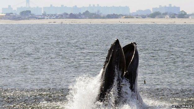 Humpback whale lunge feeding off NYC's Rockaway Peninsula with skyline in background.