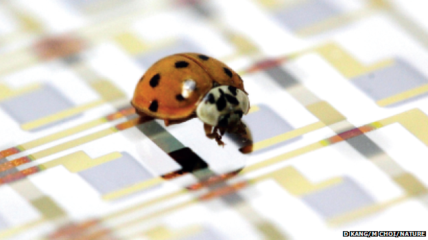 ladybird on sensor