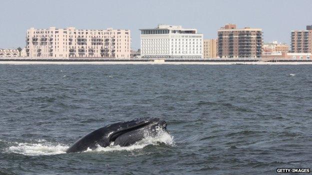 close up of humpback new new york city