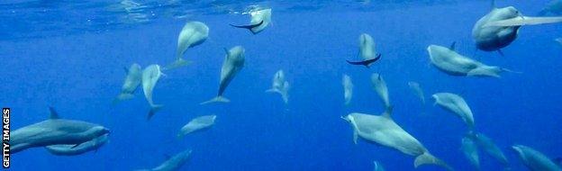 Team SCA encounter dolphins