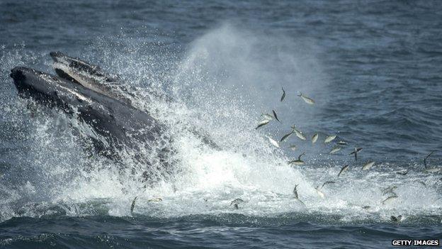 Humpback whale feeding