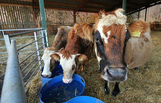 Cows at Hillside Animal Sanctuary