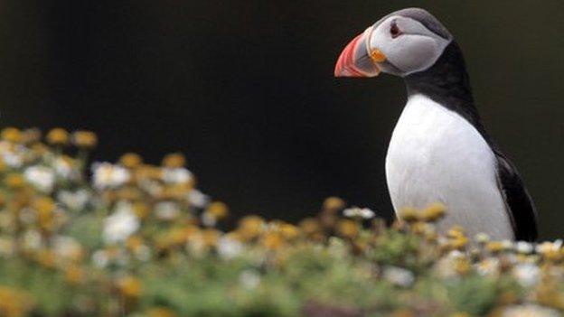 Skomer Island