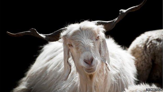 Kashmir goat