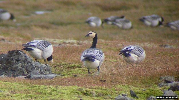 Barnacle Geese