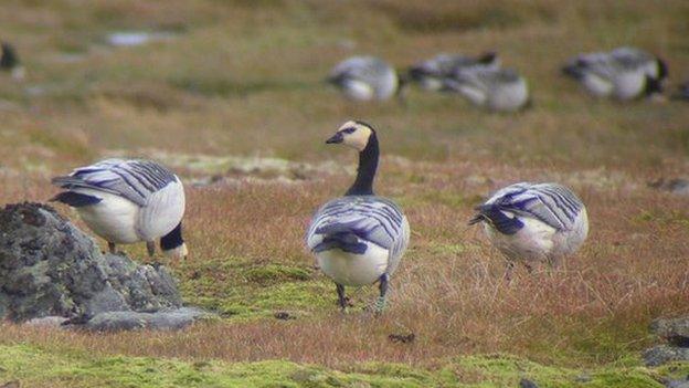 Barnacle Geese