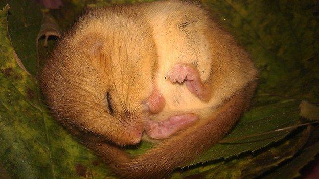 Baby dormouse