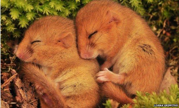 Hazel dormice babies