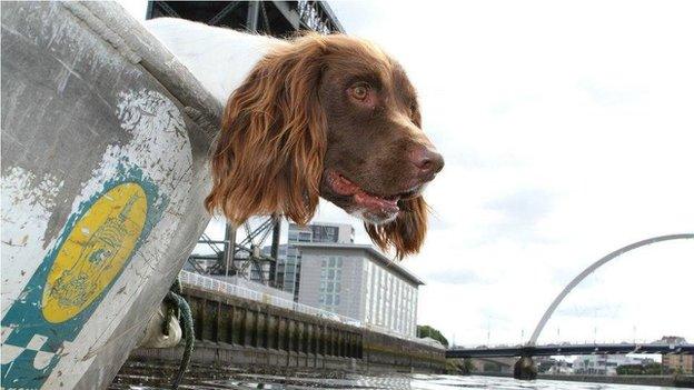 Barra training on the Clyde