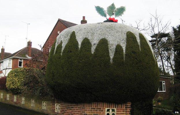 Hedge shaped into a Christmas pudding