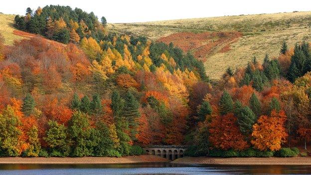 Trees on Derwent Reservoir in the Peak District