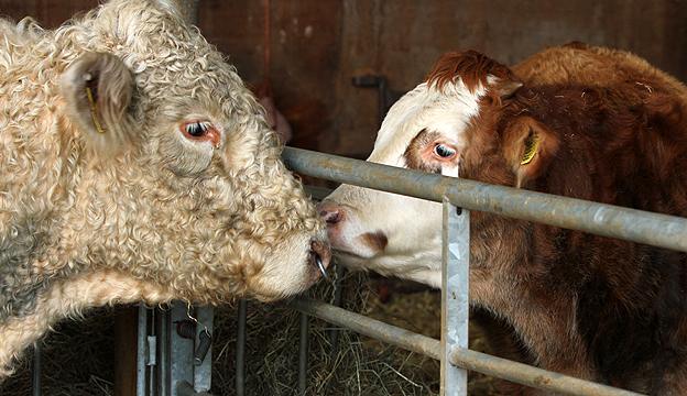 Benjy and Alex become pen pals at the Hillside Animal Sanctuary